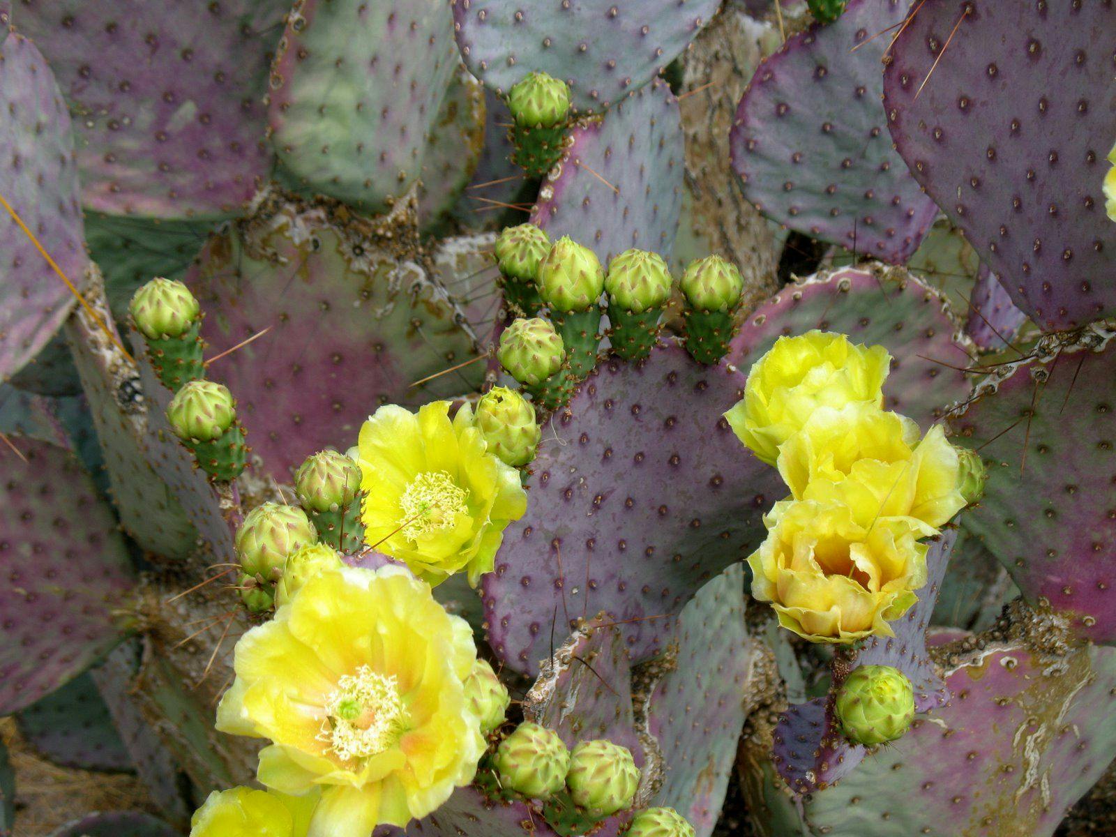 Purple cactus in Ajo